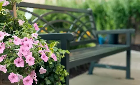 Pink flowers beside a dark garden bench