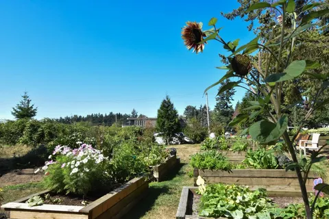 Raised garden beds with leafy vegetables and a sunflower
