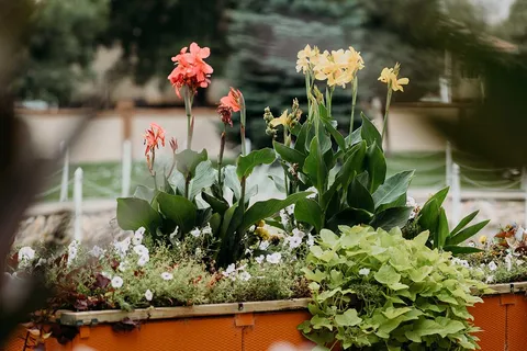 Raised planter filled with red and yellow flowers and green foliage