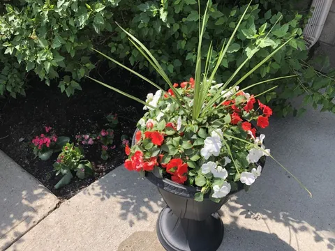Urn of red and white flowers beside a walkway and flower bed