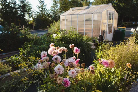 Garden beds with flowers beside a greenhouse.