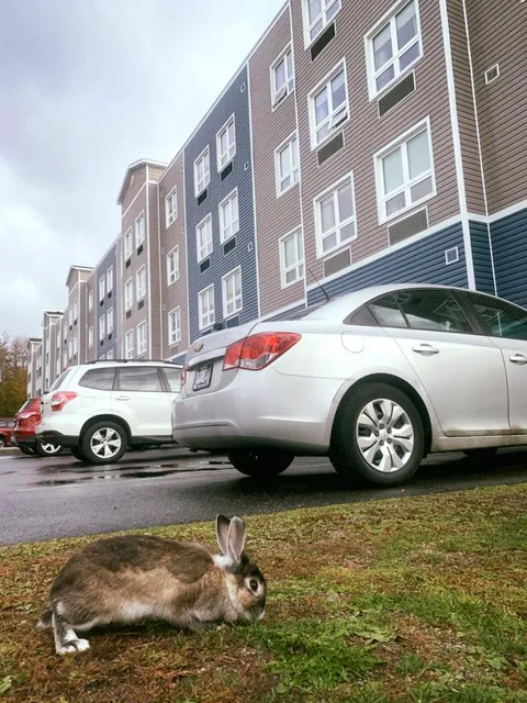 Residence behind parked cars with a rabbit on the lawn in the foreground