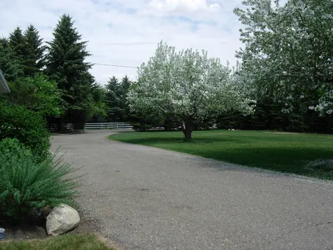 Garden drive beside a flowering tree, lawn and evergreen shrubs.