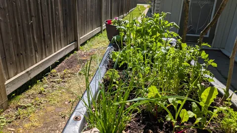 Raised garden planter with leafy plants beside a wooden fence