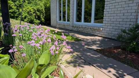 Purple flowers beside a paved path and white brick building
