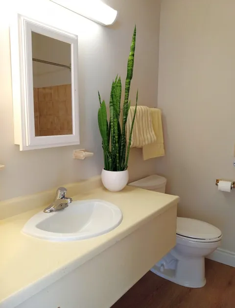 Bathroom with a sink, toilet, rectangular mirror and a potted plant