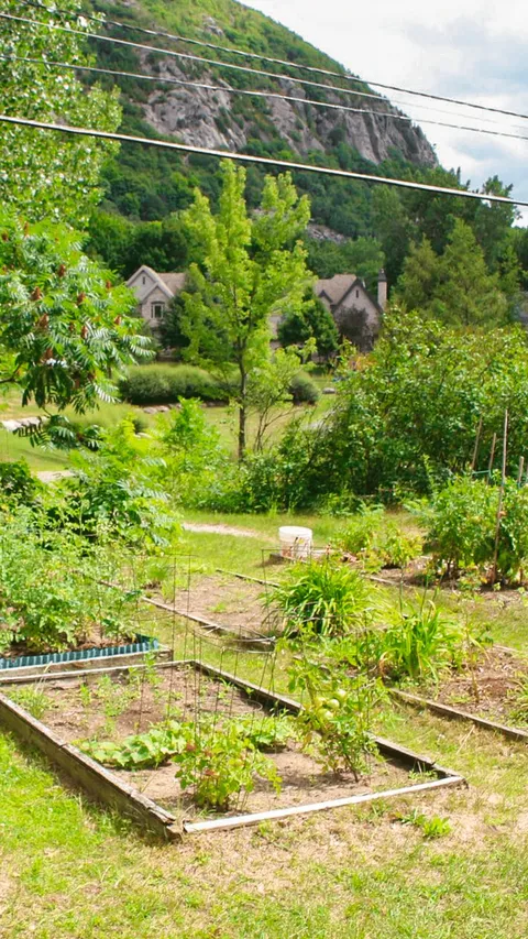 Raised vegetable beds and a path among leafy plants, trees and a rocky hillside
