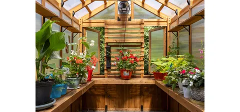 Greenhouse with wooden shelves, pots and flowering plants
