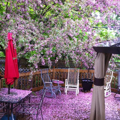Garden seating beneath pink blossoms beside a red umbrella.