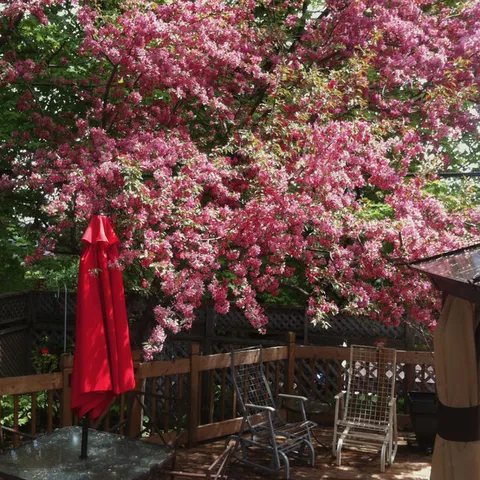 Flowering tree above a patio umbrella and garden chairs.