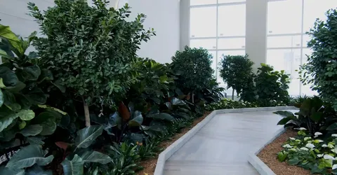 Indoor garden path surrounded by leafy plants beside tall windows