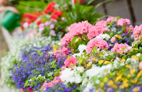 Garden bed with pink, white and purple flowers