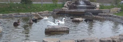 Ducks on a landscaped pond beside rocks and a small waterfall