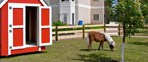 Small horse grazing on a lawn beside a red shed and the residence building