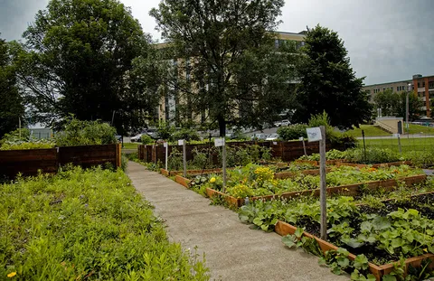 Paved path between planted garden beds and wooden raised planters