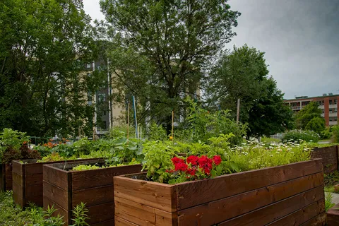 Wooden raised garden beds filled with green plants and red and white flowers