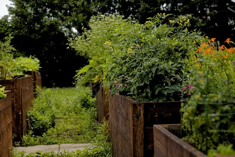 Tall green plants and flowers growing in wooden raised garden beds