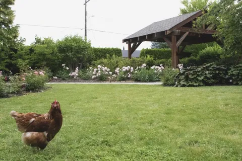 Garden lawn with hens, flower beds and a pergola