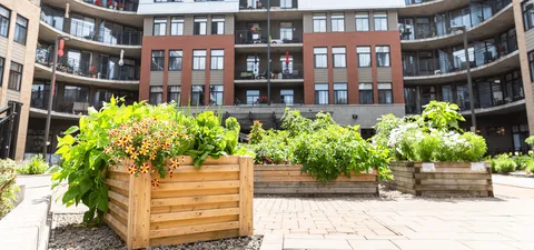 Raised flower planters in a paved courtyard
