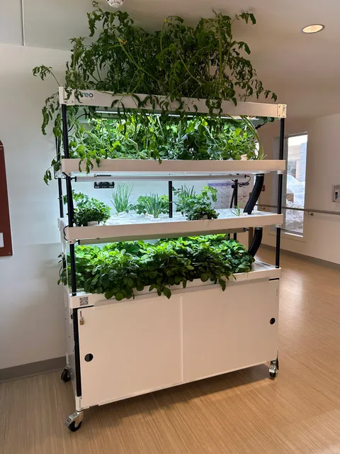 Indoor growing shelves with plants beneath lights