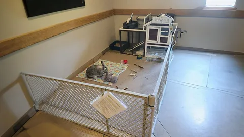 Rabbit enclosure with bedding, a small shelter and equipment along the wall