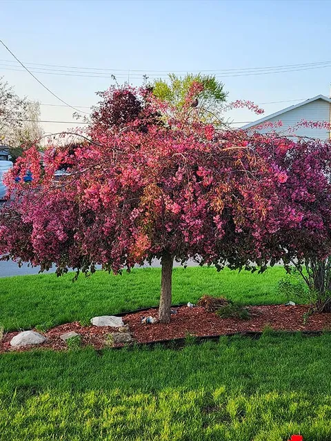 Pink flowering tree in a mulched garden bed