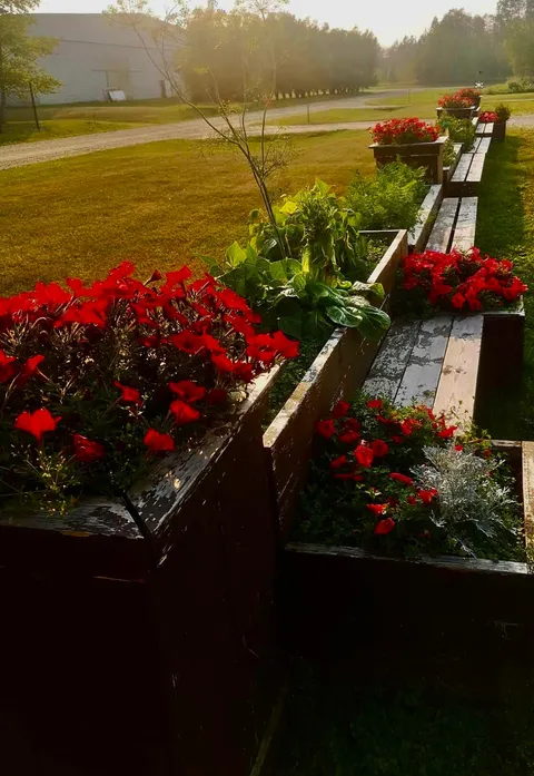 Flower planters on a wooden bench beside the lawn and driveway
