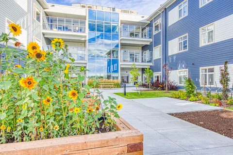 Raised sunflower bed beside a curved courtyard path