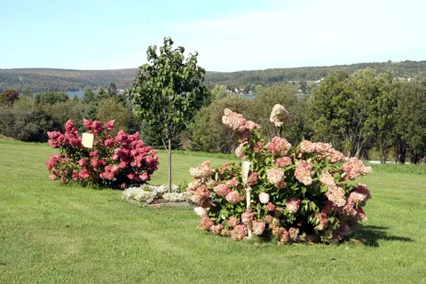 Flowering shrubs and a young tree on a lawn overlooking wooded hills