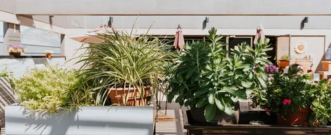 Large rooftop planters filled with flowers and leafy plants
