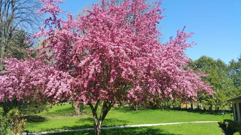 Pink flowering tree beside a lawn and garden path