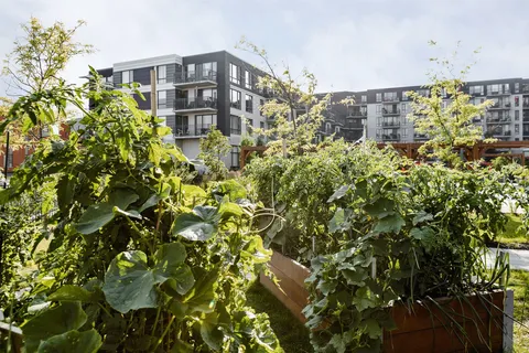 Raised beds with leafy plants in front of a residence with balconies