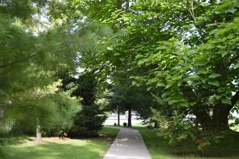 Paved footpath beneath leafy trees on the lawn