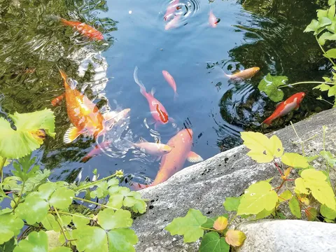 Koi fish in a pond bordered by stones and green plants
