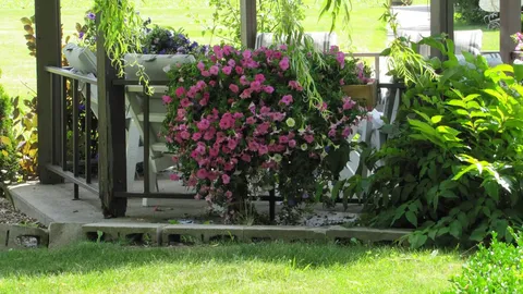 Flowering hanging baskets beside a wooden gazebo