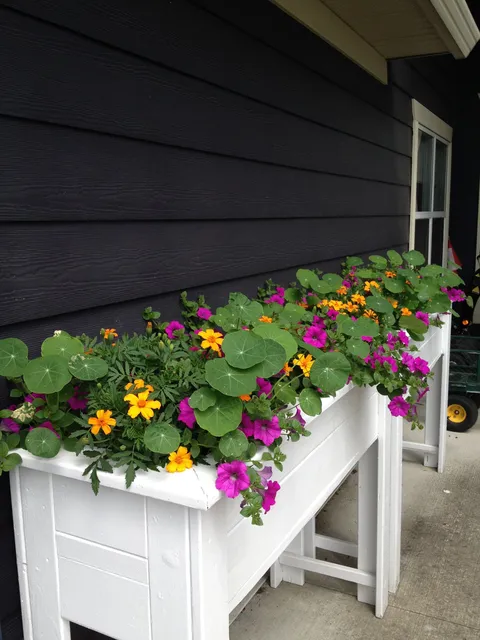 Raised white planter filled with colourful flowers beside a grey building