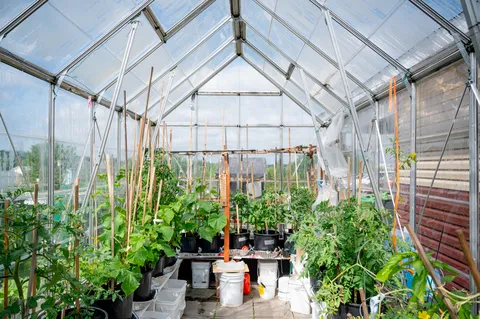Greenhouse with raised benches and planting containers.