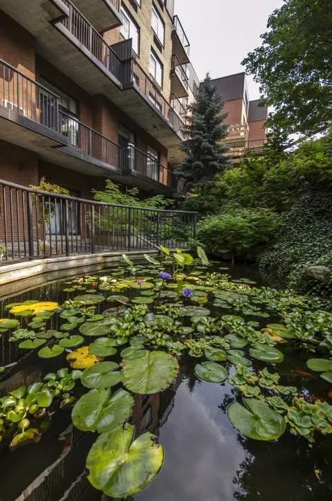 Pond with water lilies beside a brick building with balconies
