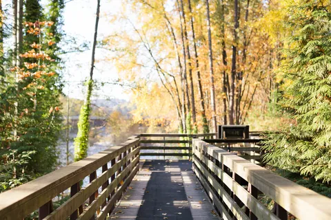 Wooden walking path with railings among trees.