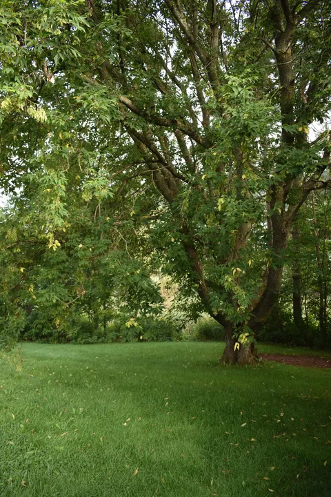 Tree-lined lawn beside the residence.