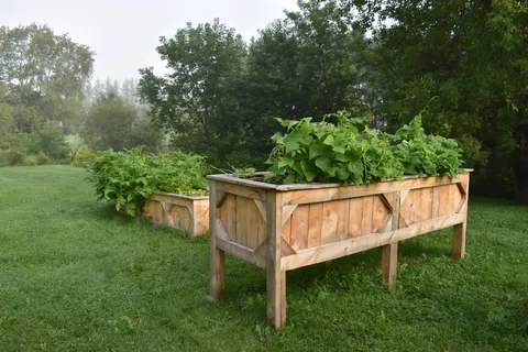 Raised wooden garden beds on a lawn.