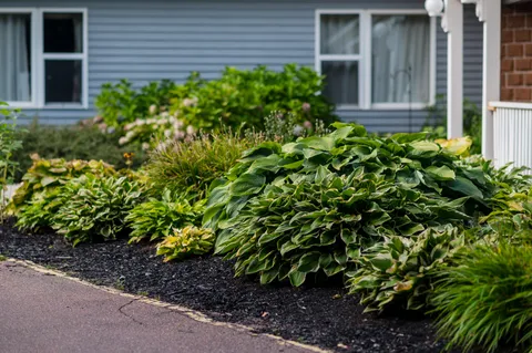 Leafy garden bed beside a building and paved path