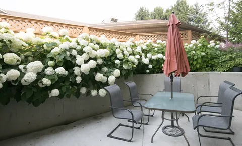 Patio table and chairs beneath an umbrella beside hydrangeas