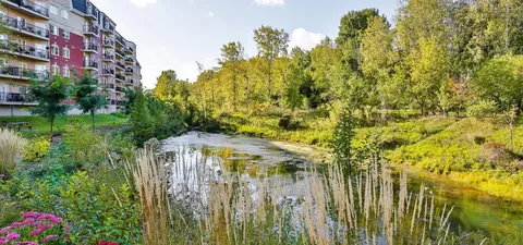 Pond bordered by reeds, trees and flowers beside residence balconies