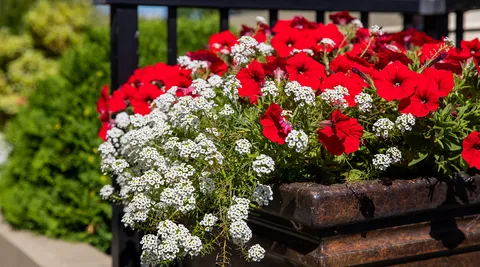 Red and white flowers spilling over a stone planter