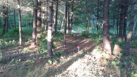 Wooded grounds with trees and a narrow path.