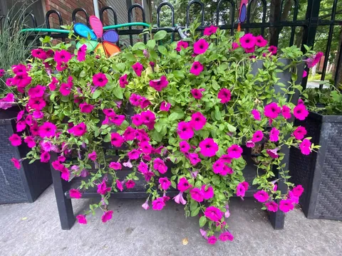 Planter with pink flowers beside a black railing