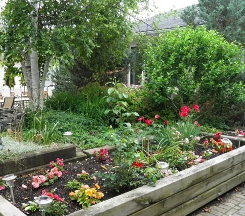 Garden with raised flower beds, flowering plants and mature trees.