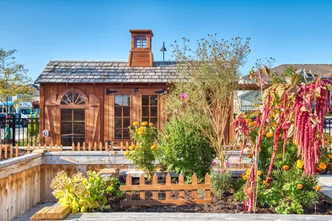 Garden beds beside a wooden shed and trees.