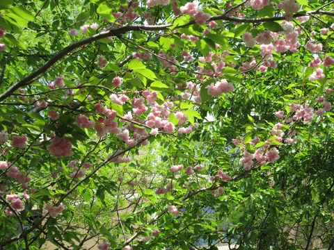 Pink blossoms on trees in the garden.